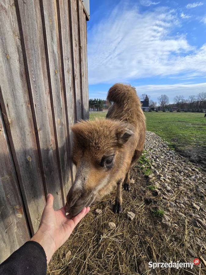 Wielbłąd dwugarbny samica z 2025r śląskie