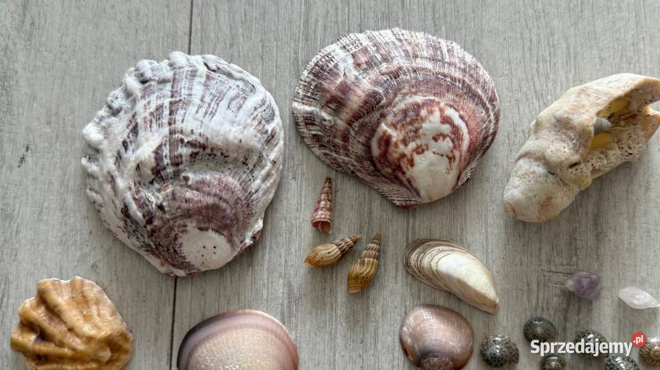 Muszle muszelki muszla naturalne egzotyczne Dekoracje i ozdoby łódzkie