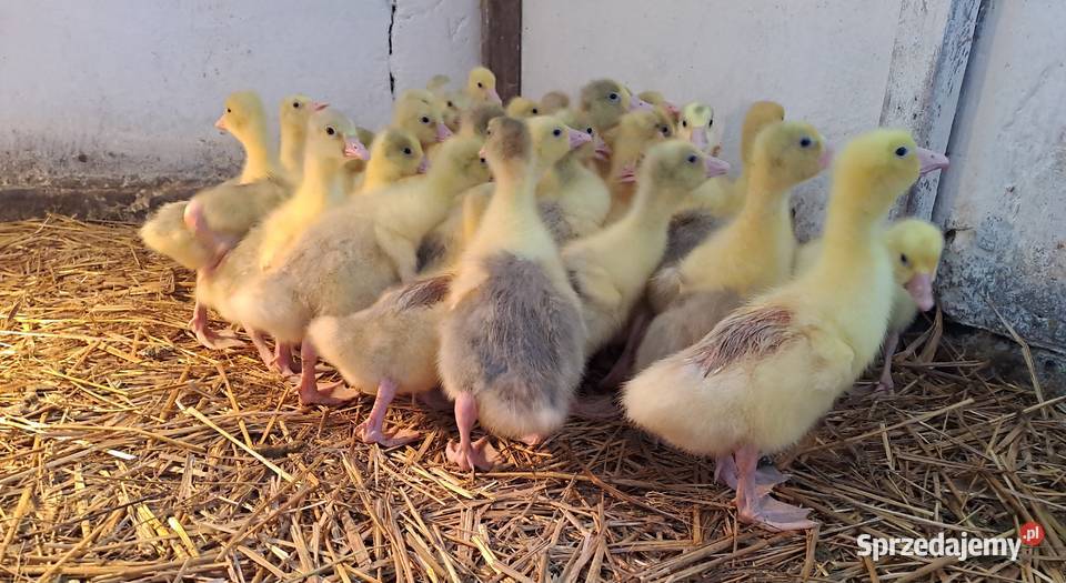 GĘSI kołudzkie białe suwalskie landes kubańskie Ptaki Radwan sprzedam
