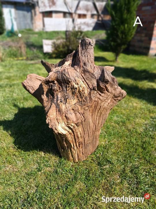Korzeń ozdobny duży Trzciel