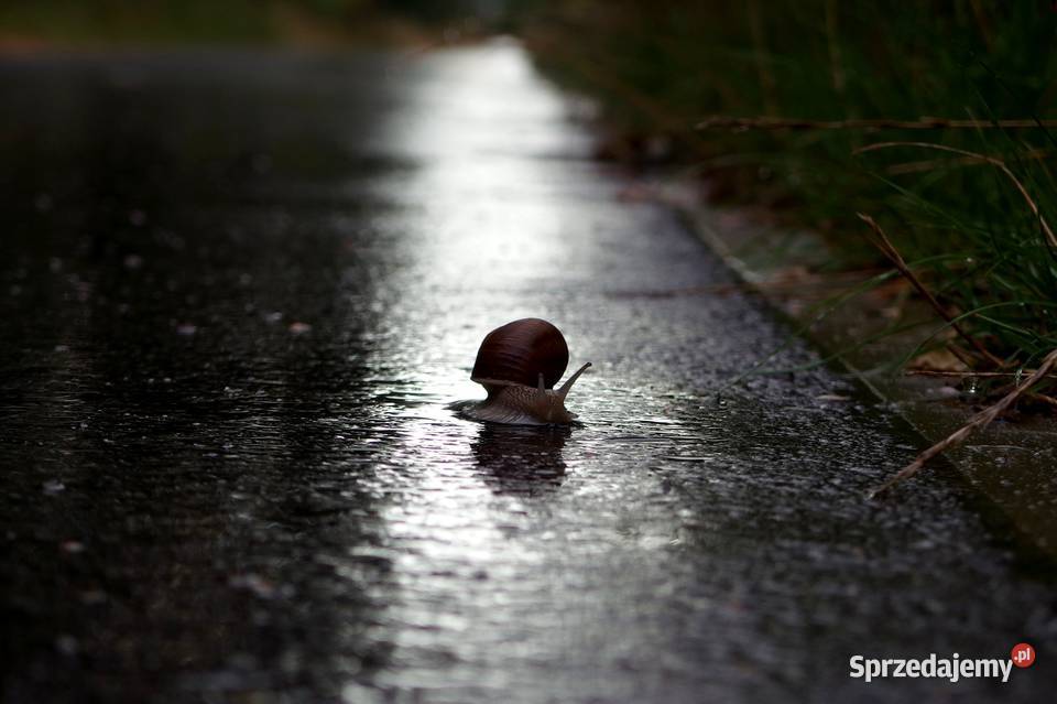 Olympus STYLUS XZ2 12 Mpixf18254x zoom łódzkie Pabianice