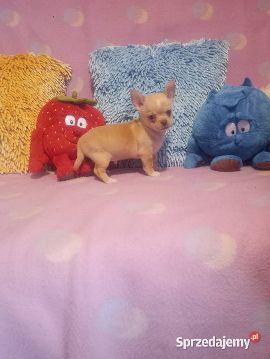 Chihuahua mini piesek morelowy Opole