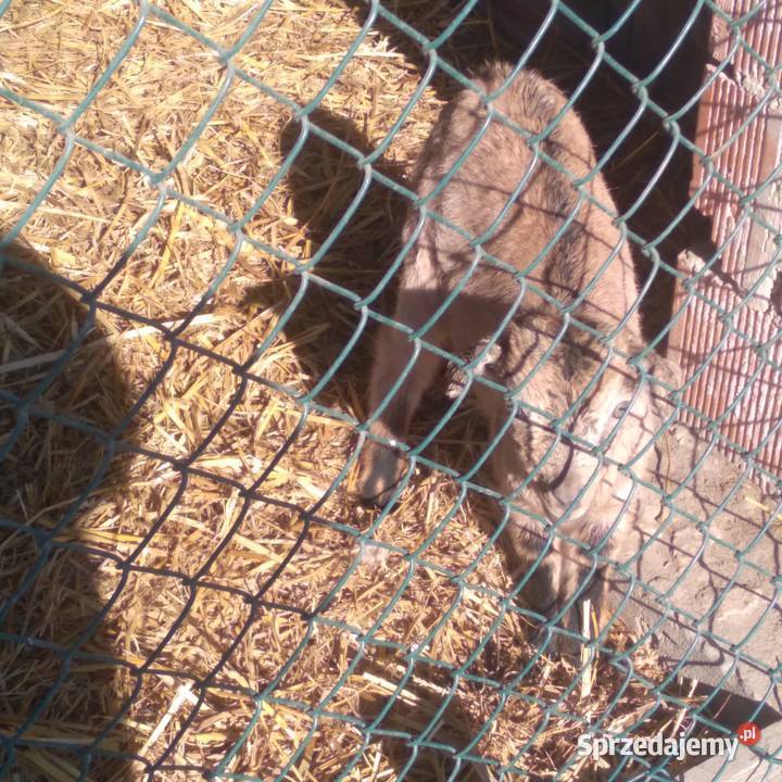 koziołek dwu miesięczny Biszcza