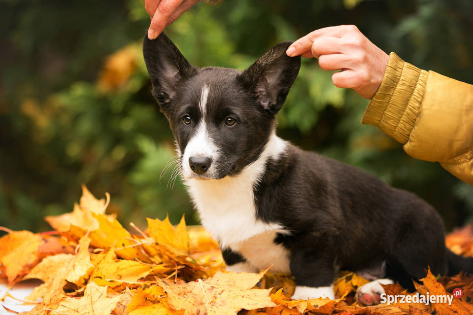 Szczeniaki Welsh Corgi Cardigan z rodowodem FCI mazowieckie Warszawa