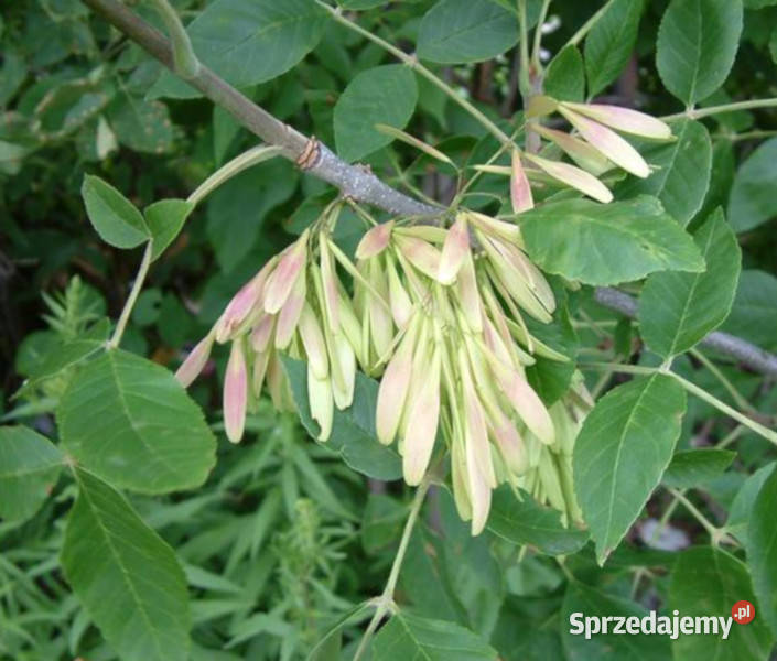 JESION CZARNY Fraxinus sadzonki w doniczkach Ogród Ustronie sprzedam