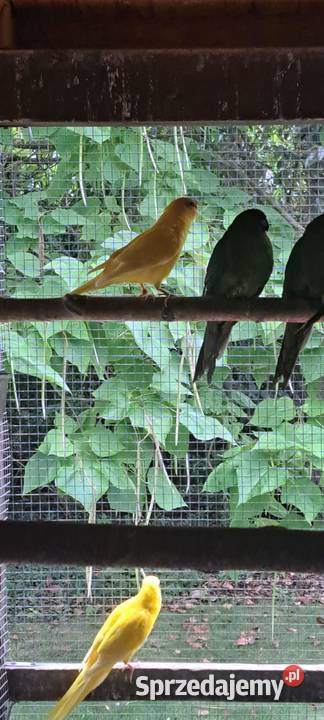 Modrolotki Hrubieszów sprzedam