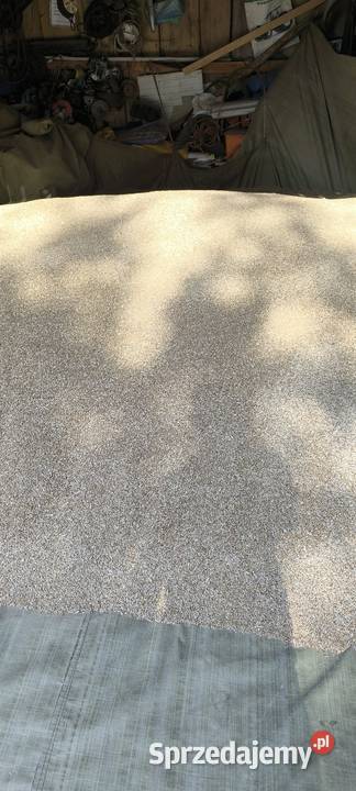 Żyto tegoroczne Białka