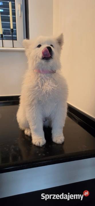 Samoyed 10 tygodniowe szczeniaki Odolanów sprzedam