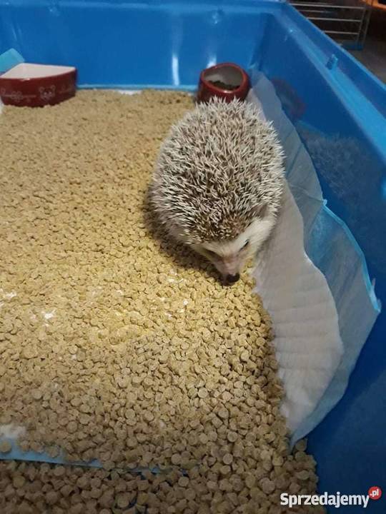 Jeż pigmejski kujawsko-pomorskie Włocławek