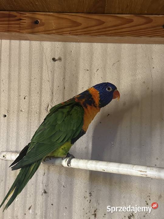 Lorys obrożna małopolskie Cianowice