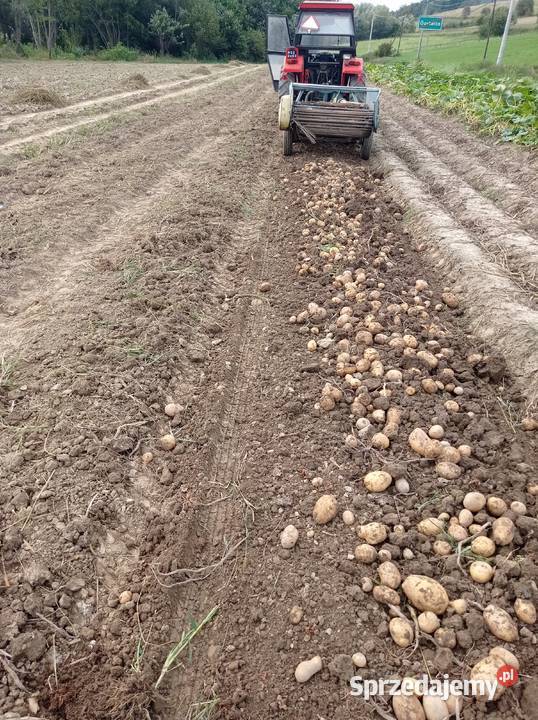 Sprzedam ziemniaki jadalne Godawica