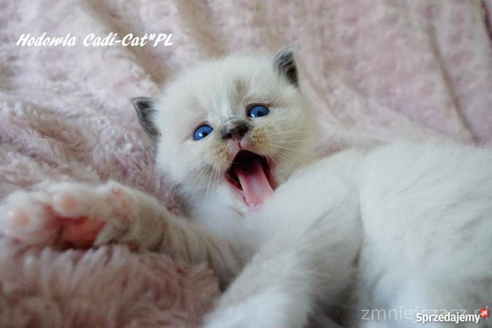 Kocięta Championach Ragdoll z CadiCat Rodowód śląskie Katowice