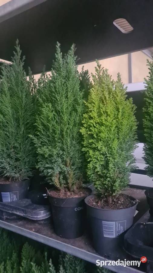 CHOINKA POD DRZWI Swierk Srebrny 140160 doniczka Rydzyny