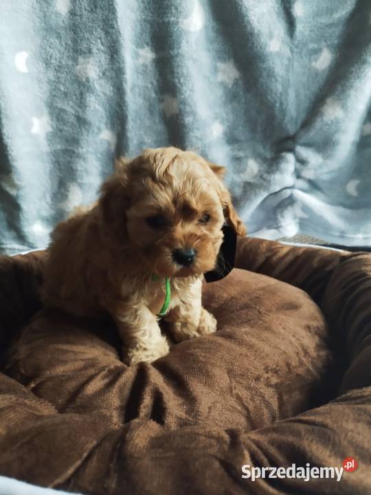 Cavapoo f1b małopolskie Kraków