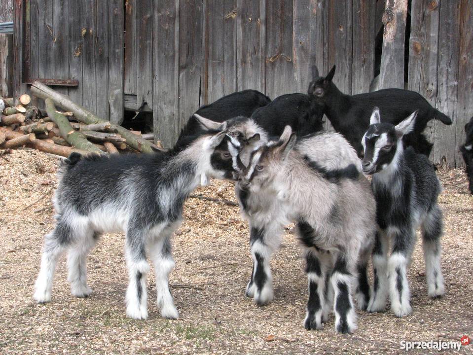 TANIO Młode KOZY kózki koźlęta koziołki capki