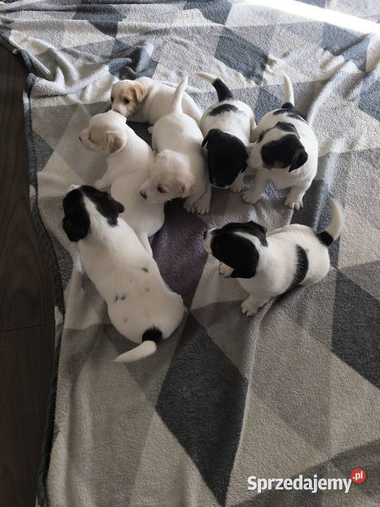 Jack Russell Terrier Łowce