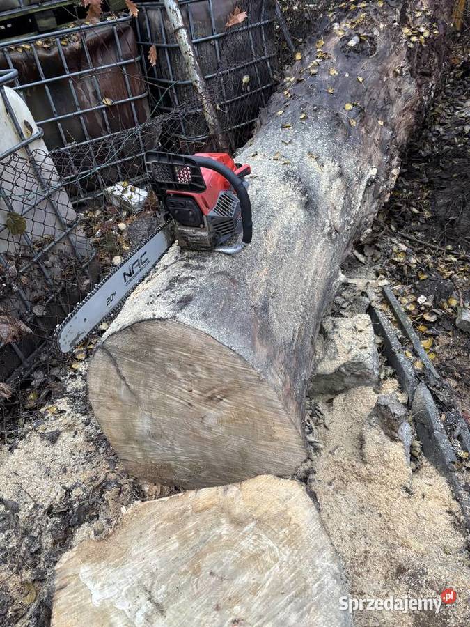 Bal tartaczny topolaczeczot Sękocin Stary