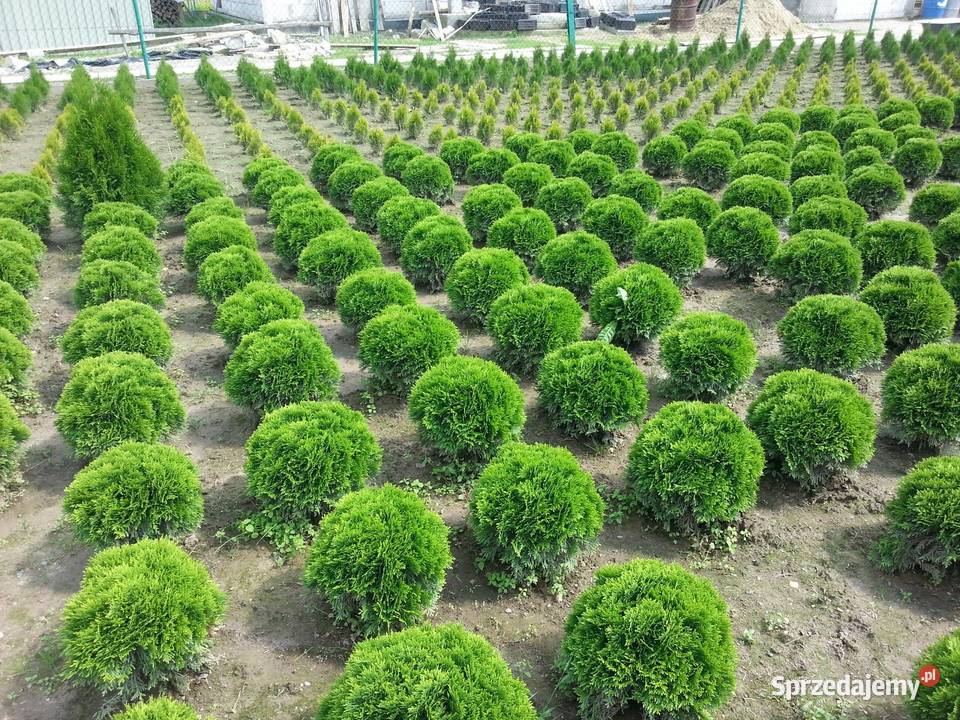 Tuja Danica Kula Rzeszów