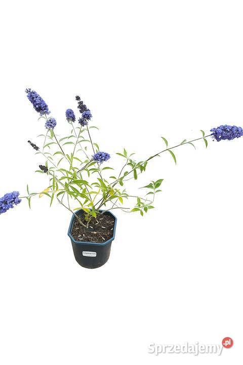 wierzby skalnicemikrobioty wisterie klonybudleje Pozostałe Giżycko
