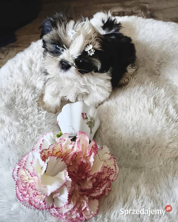 SHIH TZU piesek maleńki FCI Wałbrzych sprzedam