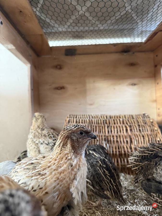 Przepiórki 4tyg Tarczyn