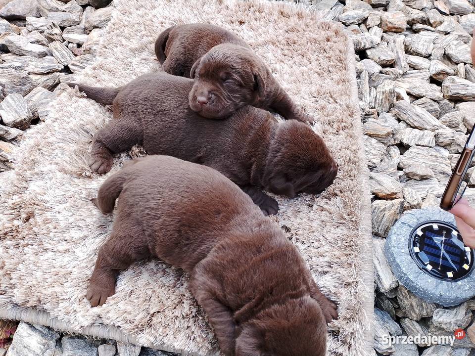 Szczeniaki Labrador Retriever Odolanów
