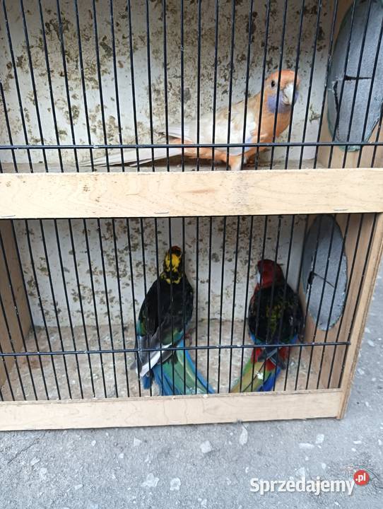Sprzedam papugi