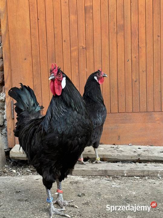 Oferuję jajka wylęgowe La Fleche La Flche diabeł Kłodzko