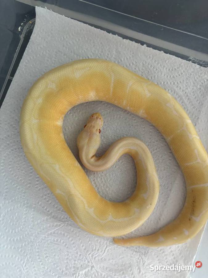 Pyton królewski albino spider Krasnystaw
