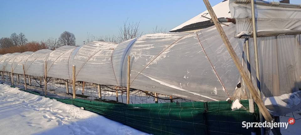 Sprzedam daszki pod uprawę truskawek śląskie Waleńczów