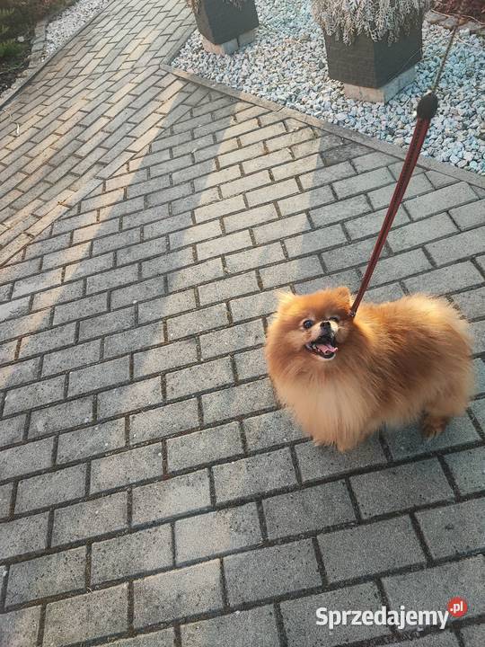 Pomeraniany szczenięta Bolesławiec