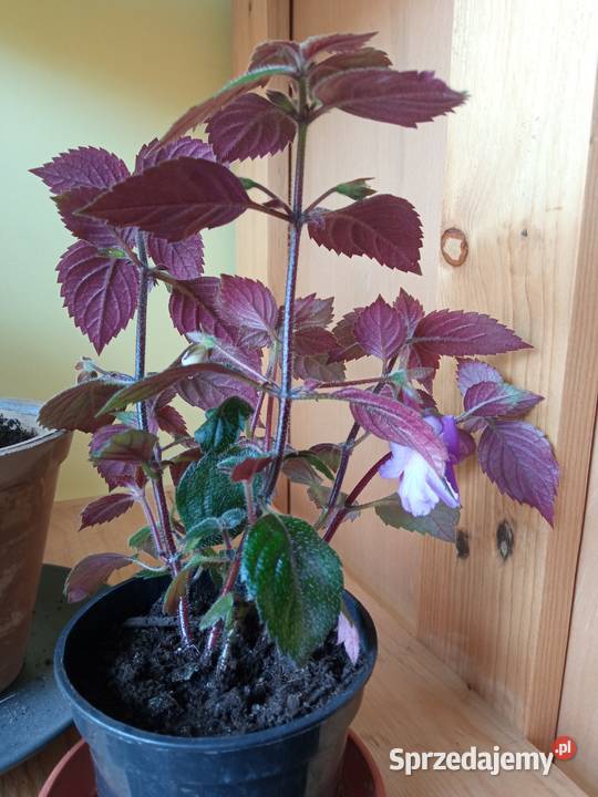 Achimenessadzonki Białystok