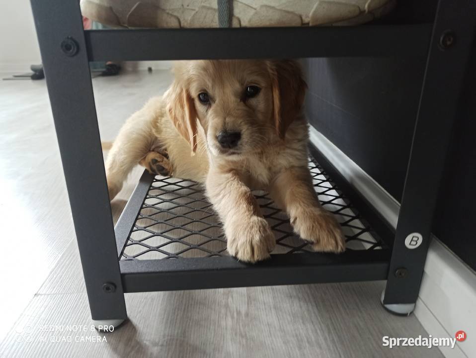 Golden retriever transport wielkopolskie