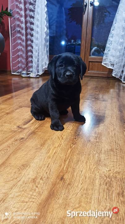 Suczki i pieski czarne Labradory Retriever małopolskie Tarnów