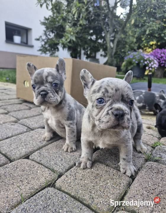 Buldog francuski blue merle Warszawa