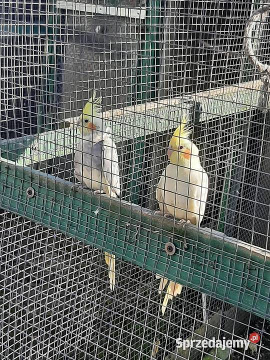 Papugi nimfy pary lęgowe I młode 25r