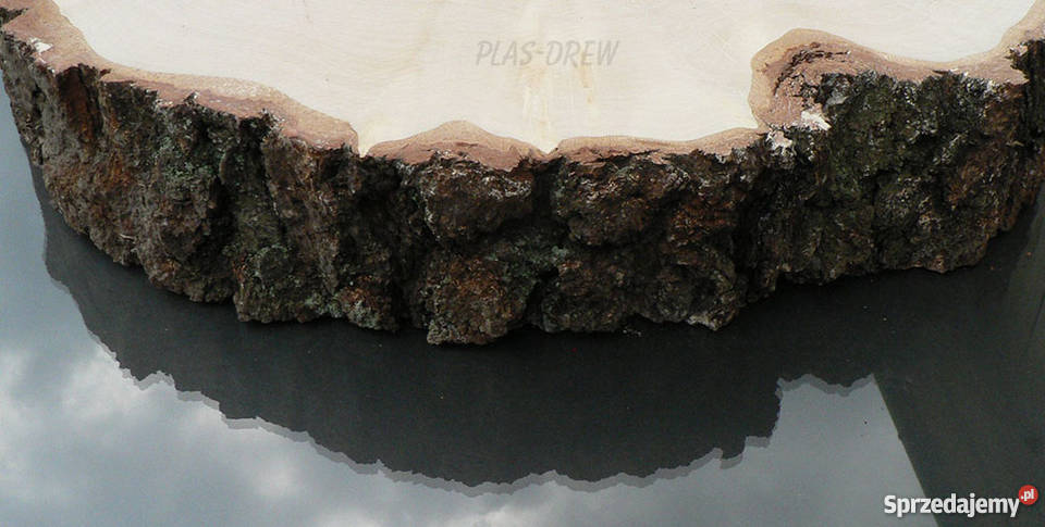 Duży plaster drewna brzozowego o śr 45 60 inny kolor