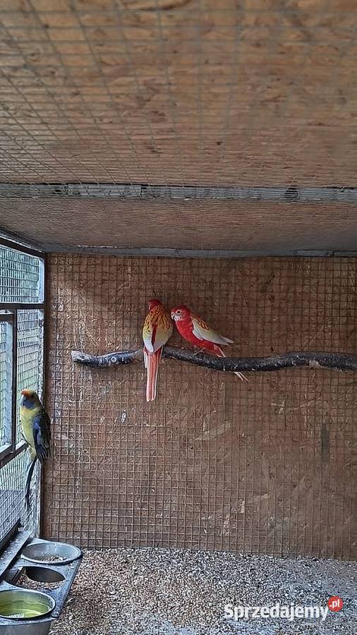 Rozella białolica i samiec słomkowy Racibórz