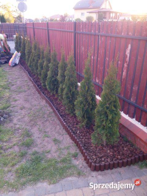 Tuja szmaragd tuje thuja smaragd szmaragdowa Iglaste Mielec