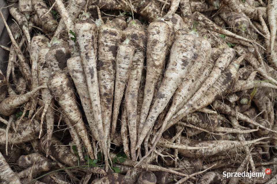 Pietruszka jadalna seler korzeniowy pakowane Gać
