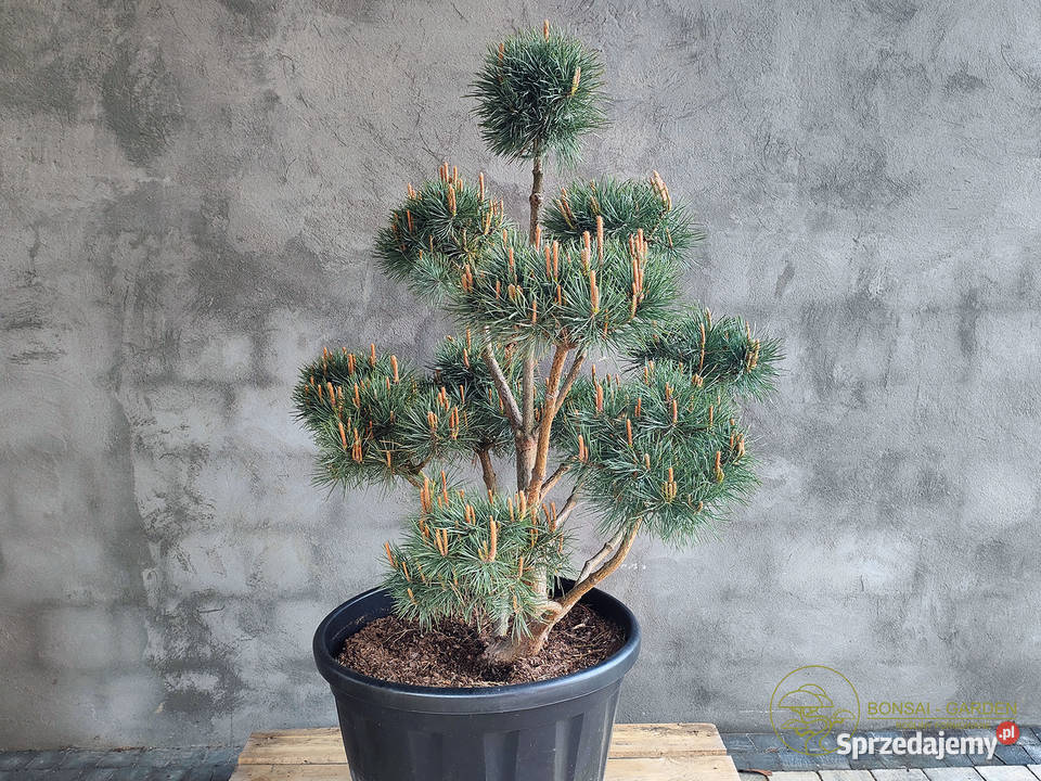 Sosna pospolita formowana 089 NIWAKI BONSAI mazowieckie