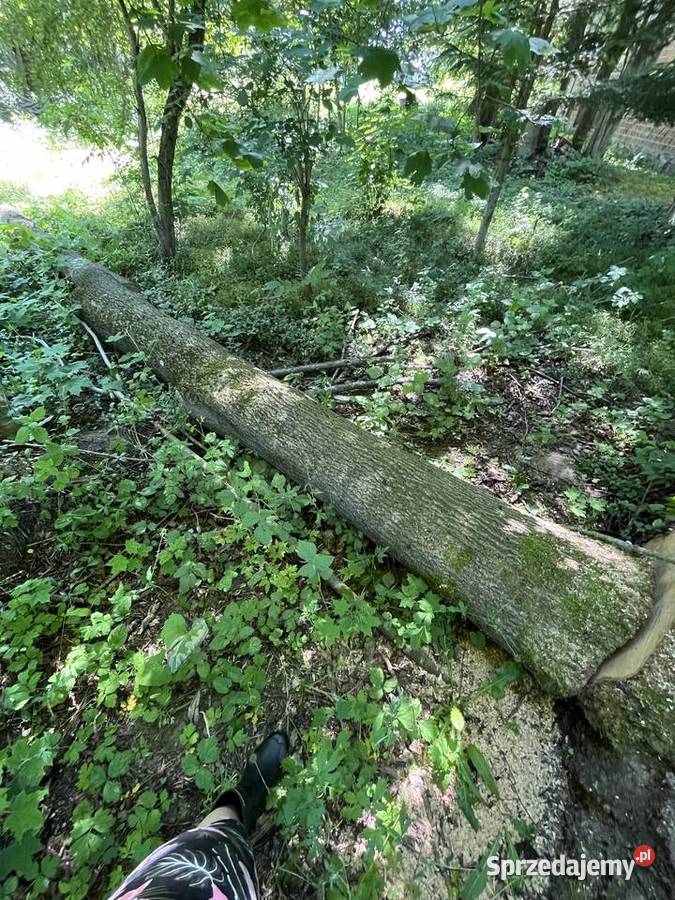 Drewno jesionowe około 15m3 Łosice sprzedam