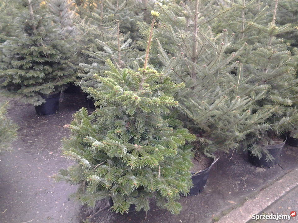 Choinki drzewka świąteczne w bezkonkurencyjnych mazowieckie