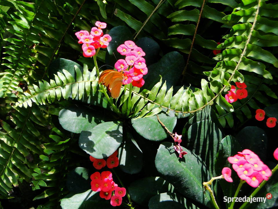 Ochrona środowiska cennik usługi obowiązki firmy Wrocław
