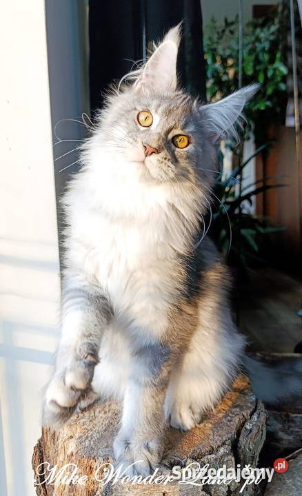 Czarny srebrzysty tikowany Maine Coon hodowlany