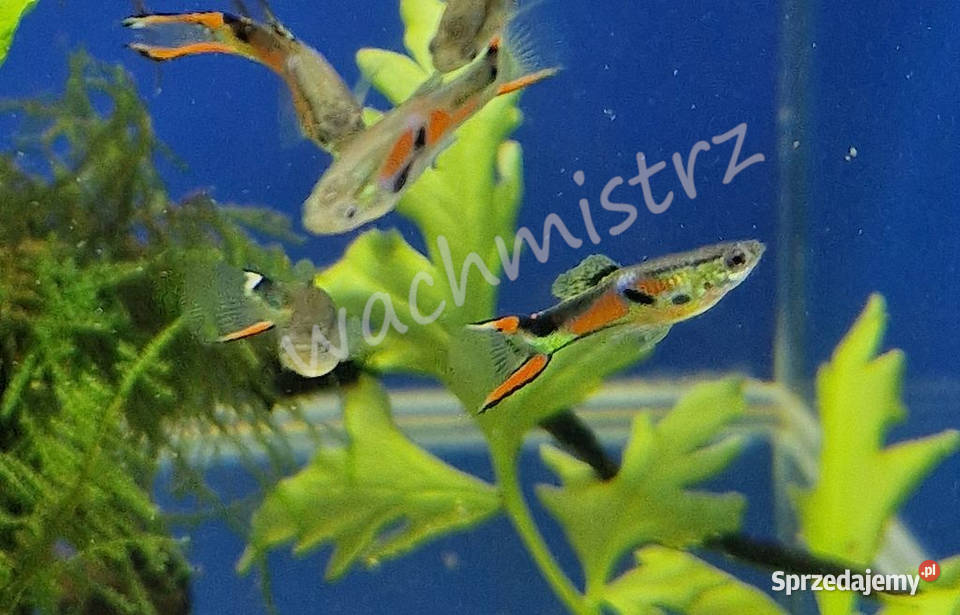 Gupik Endlera wielkopolskie Krotoszyn