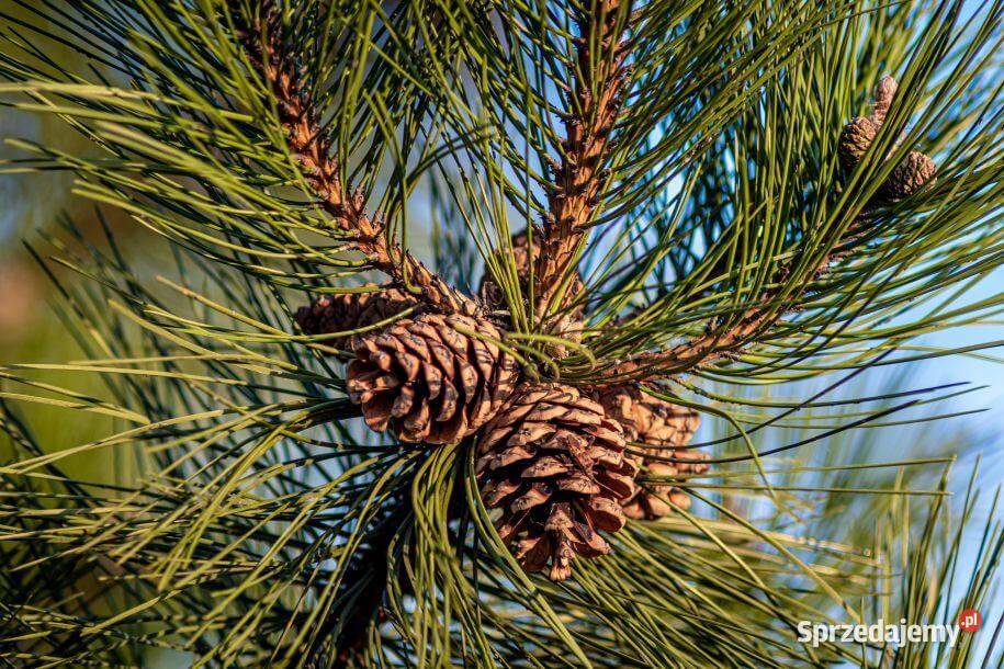 sosna pospolita pinus sylvestris zwyczajna Iglaste wielkopolskie Zamęty