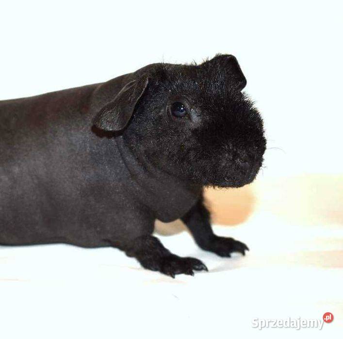 Świnka morska świnka świnki SKINNY łyse Gryzonie Wrocław sprzedam