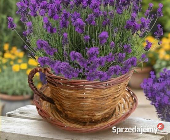 Filiżanka z wikliny osłonka wiklinowa pleciona lubelskie Lublin