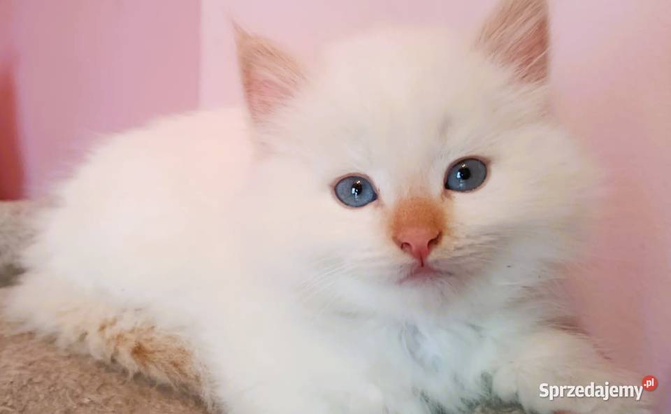 Śliczny kocurek Syberyjski Neva Masquerade mazowieckie Sochaczew